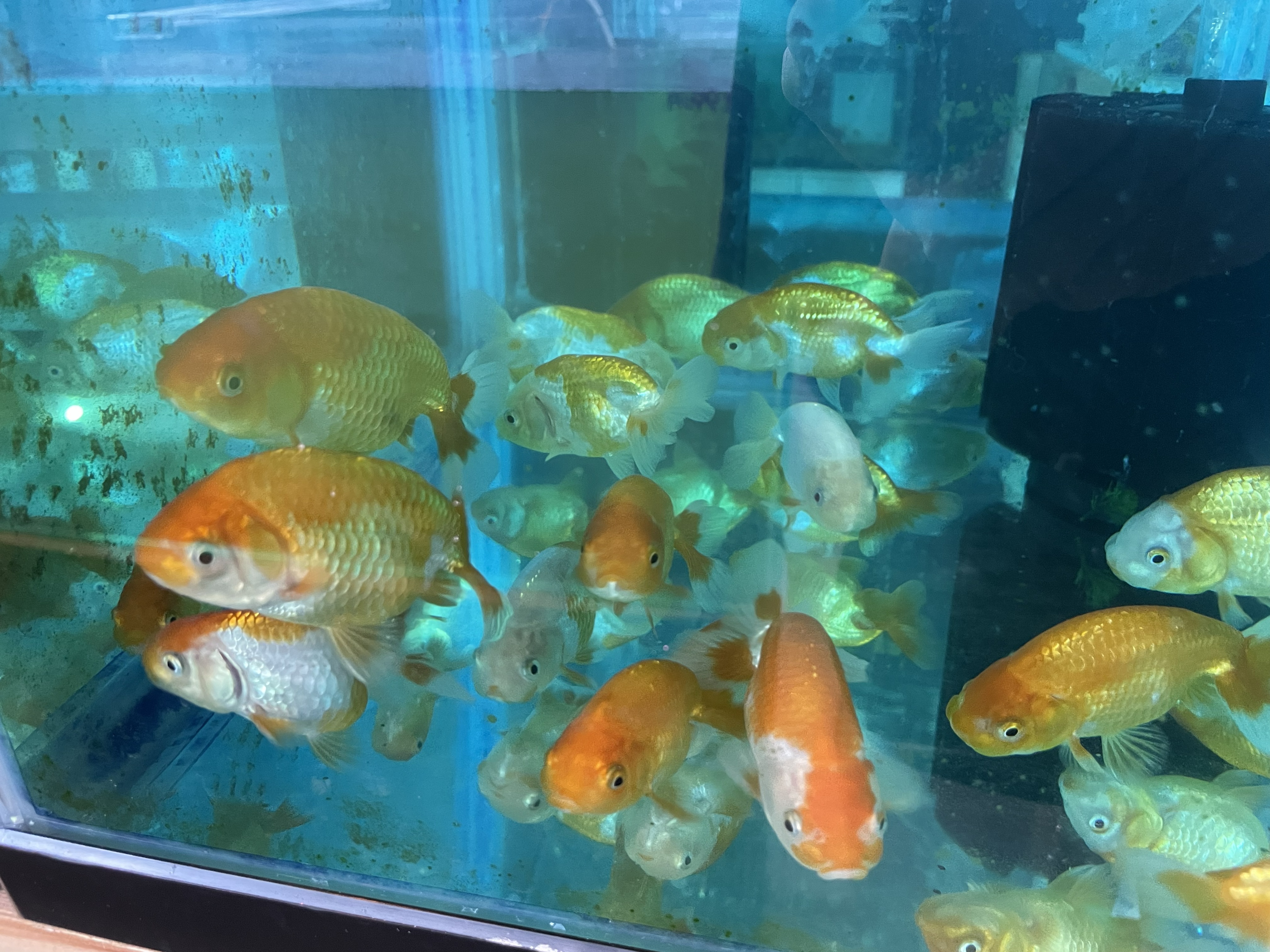 大津金魚苑｜入荷情報｜2026年8月