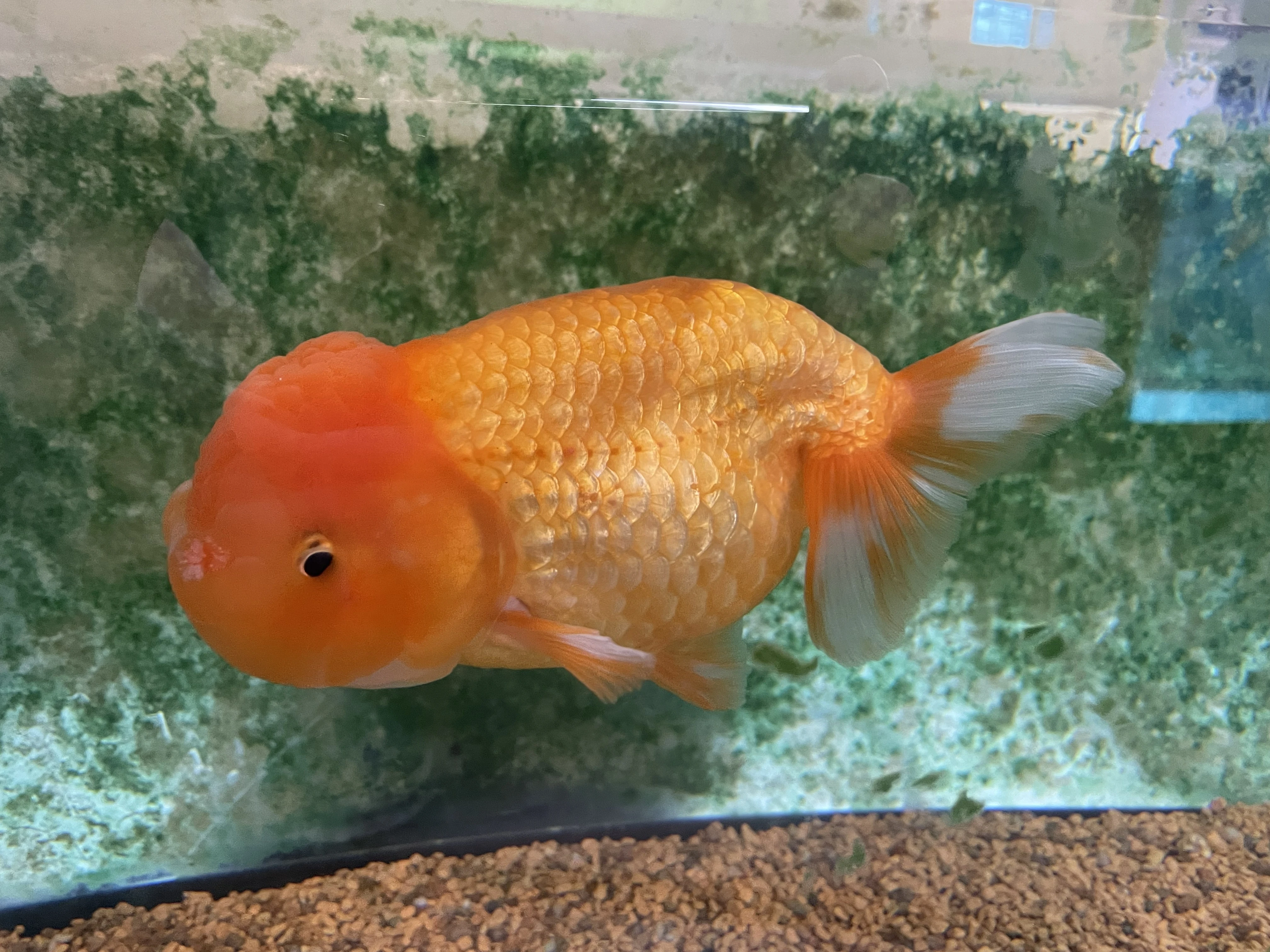 ダウンロード