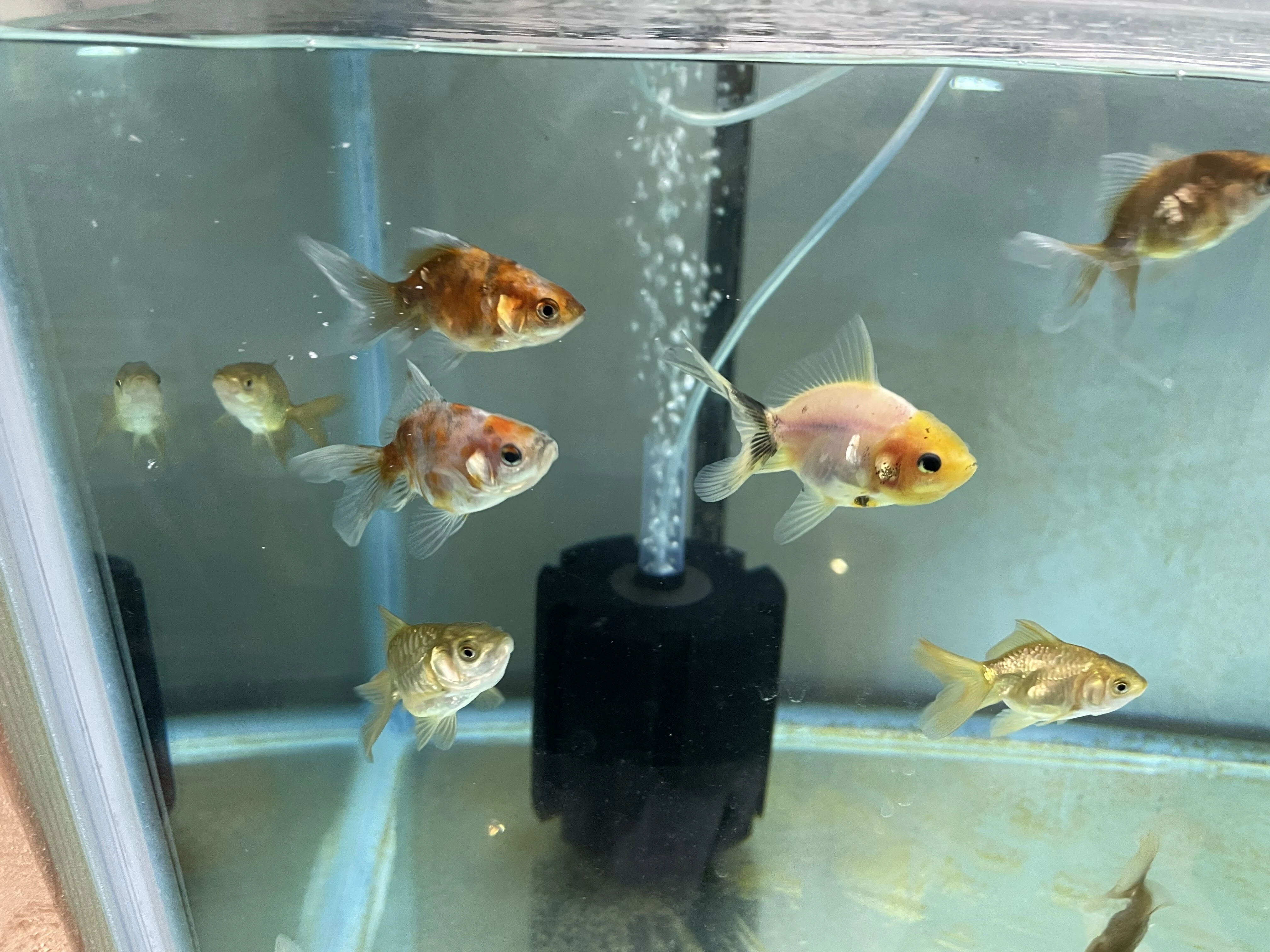 ダウンロード