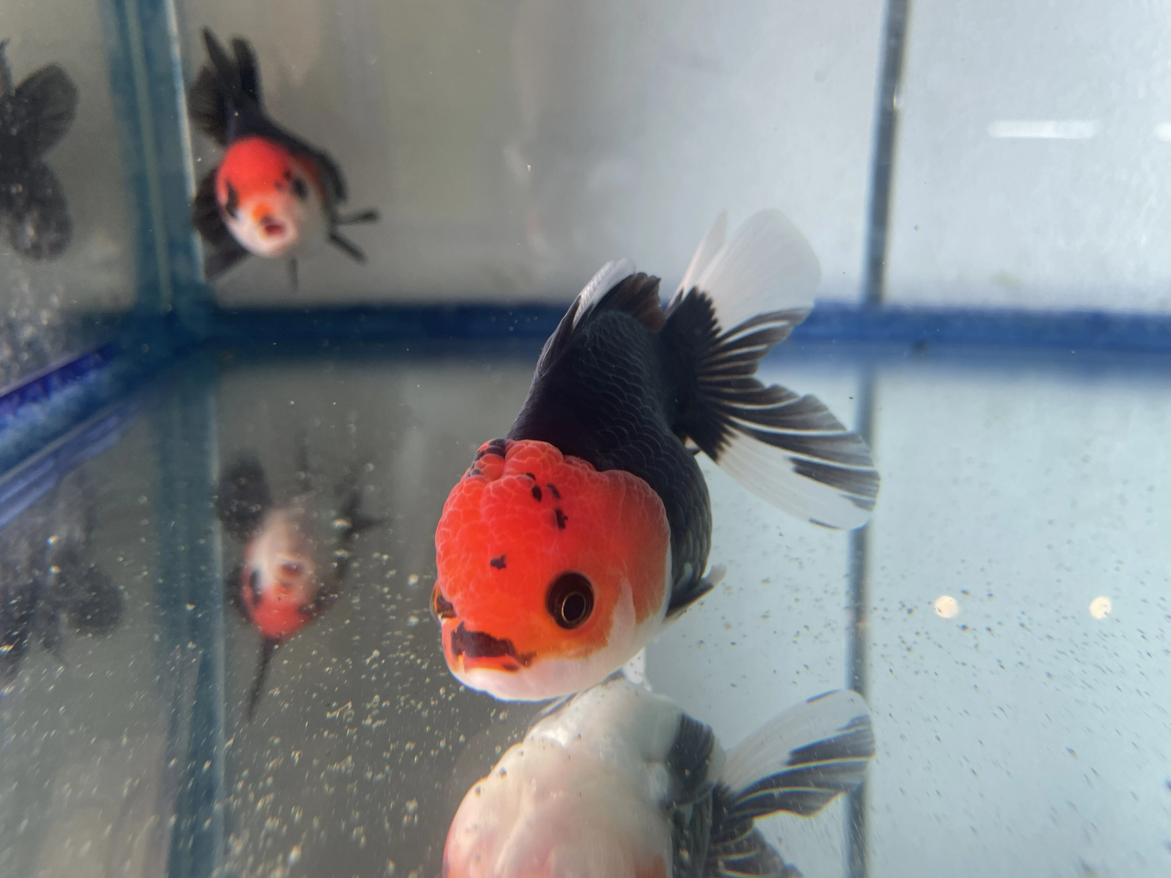 ダウンロード