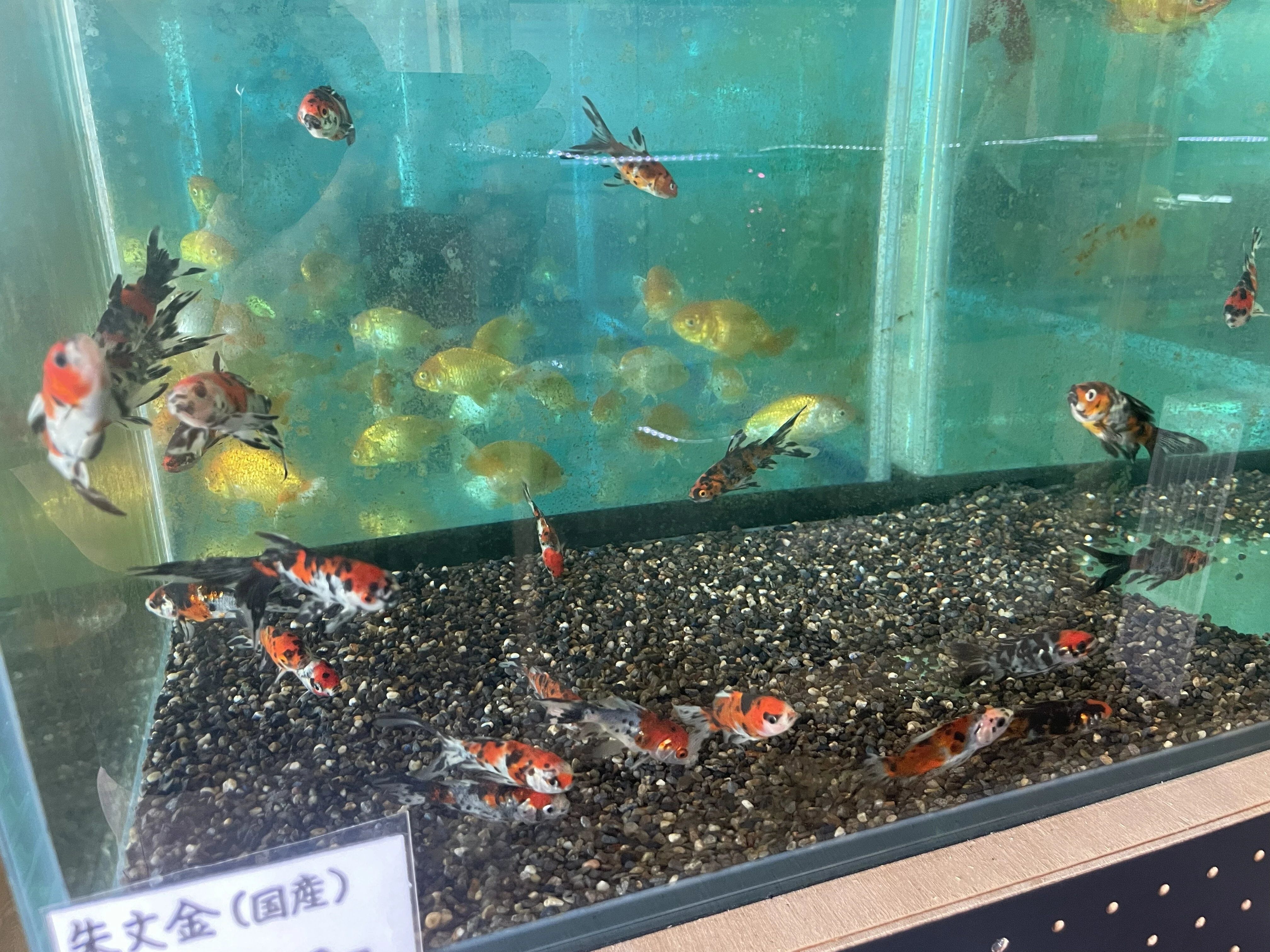 ダウンロード