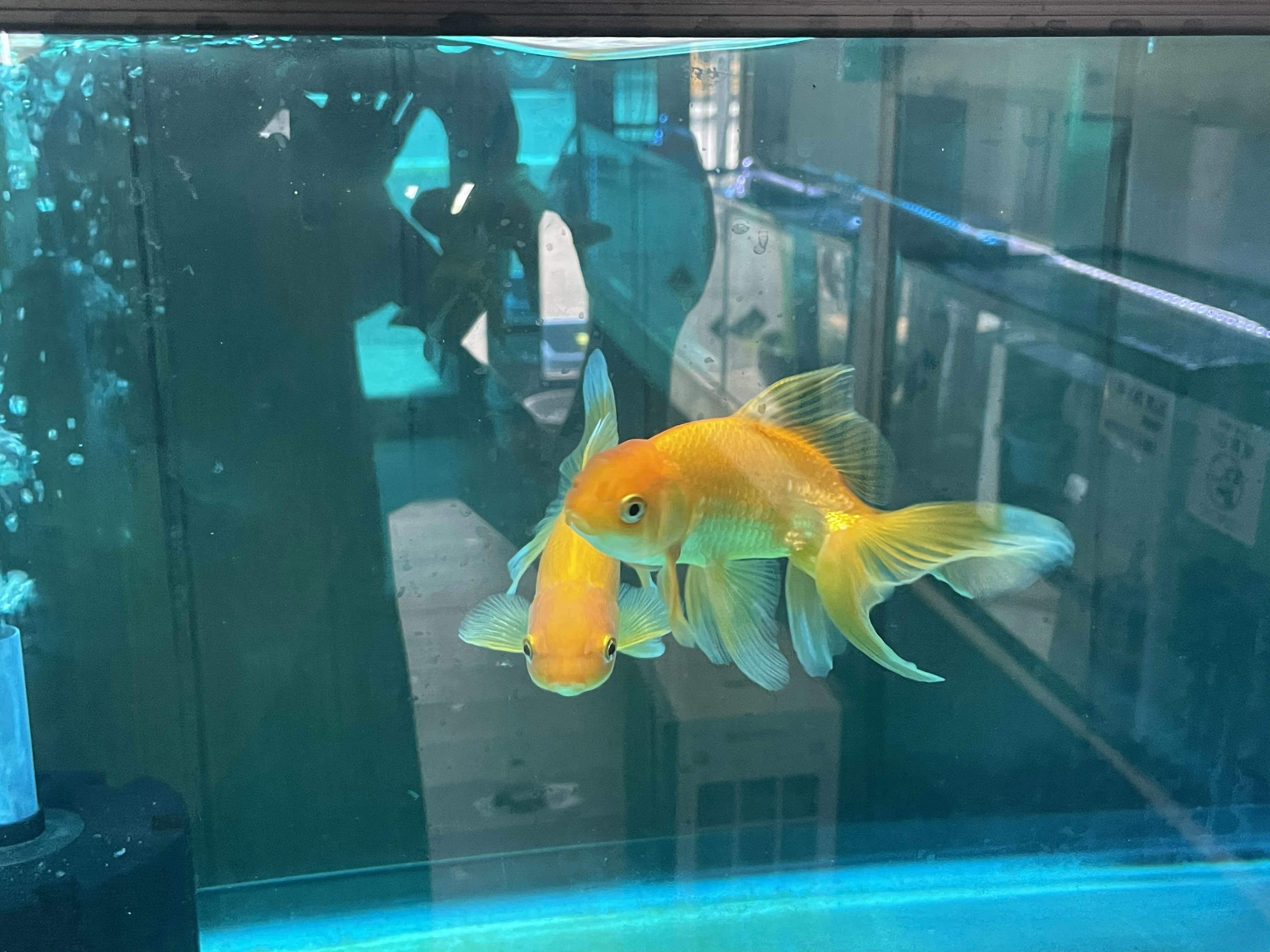 ダウンロード