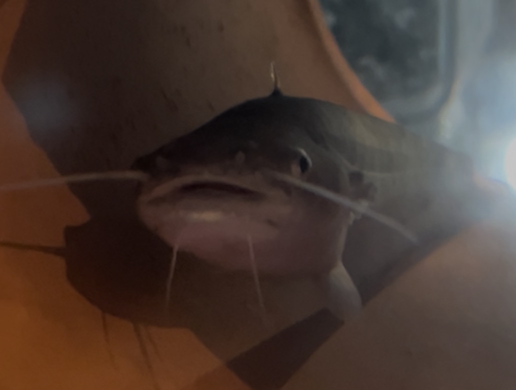 大津金魚苑｜イワトコナマズ｜9/3