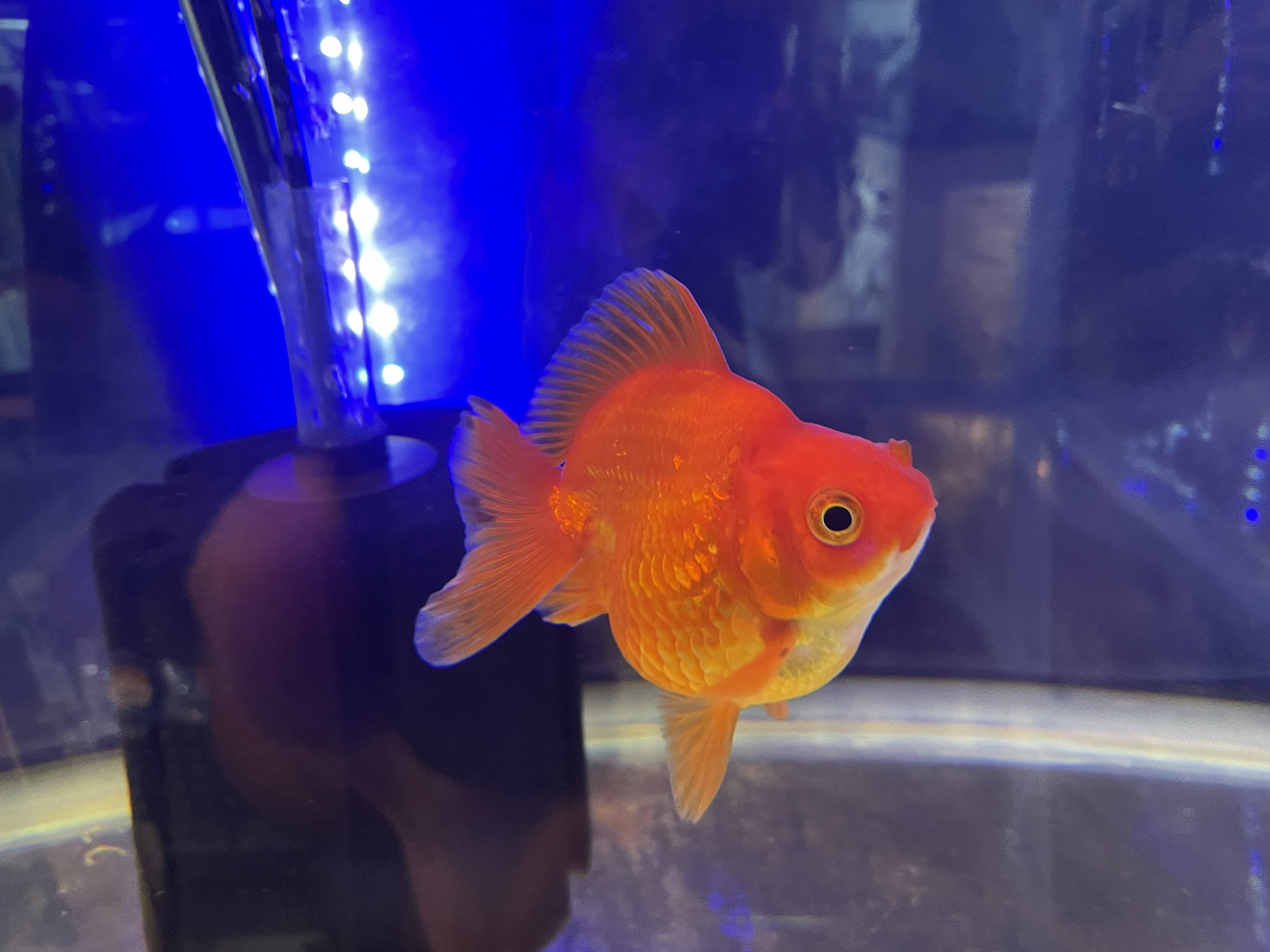 入荷情報｜ミックスグッピー｜セルフィンプレコ｜更紗オランダ｜ダルマ琉金｜大津金魚苑