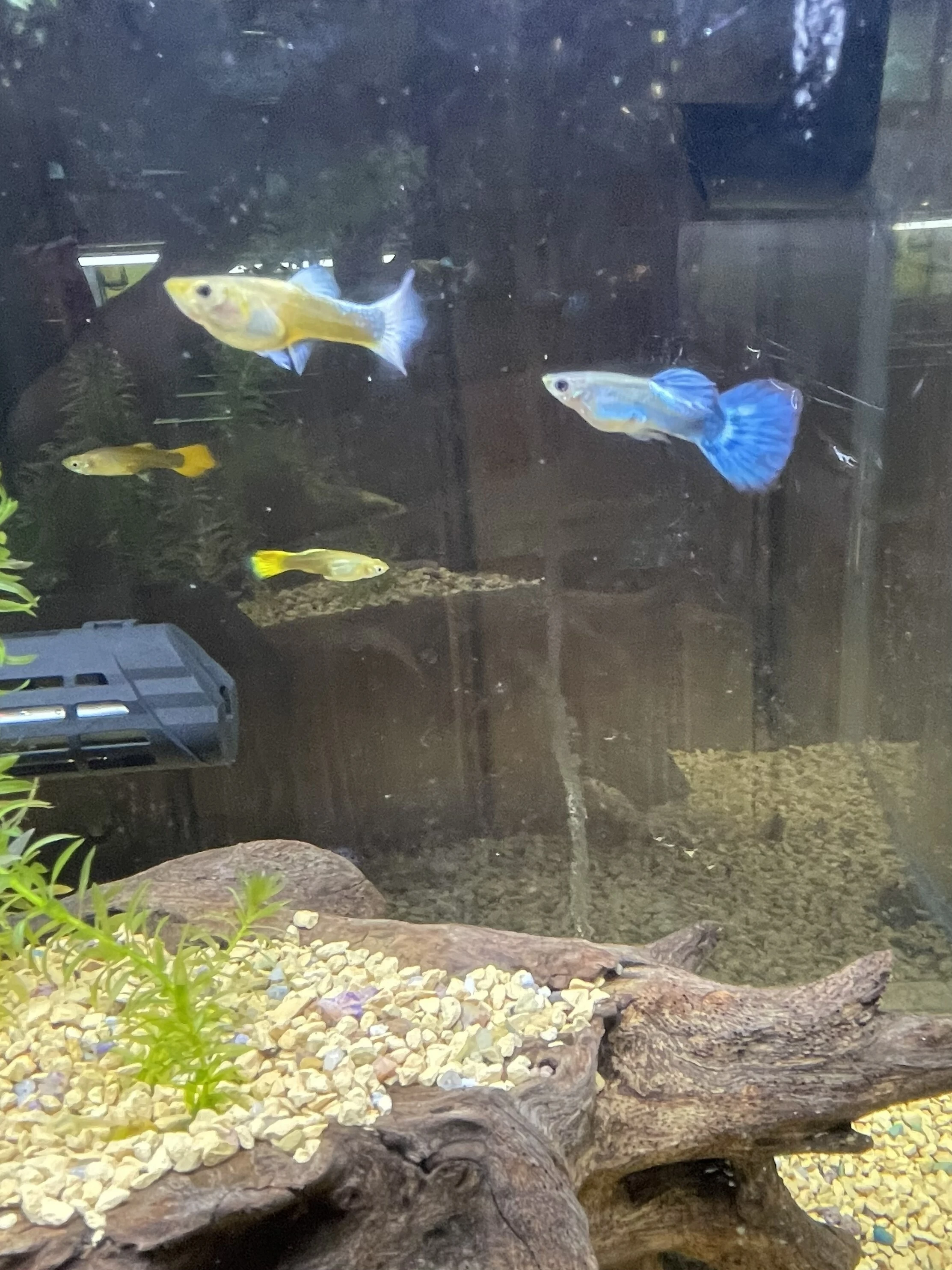ダウンロード