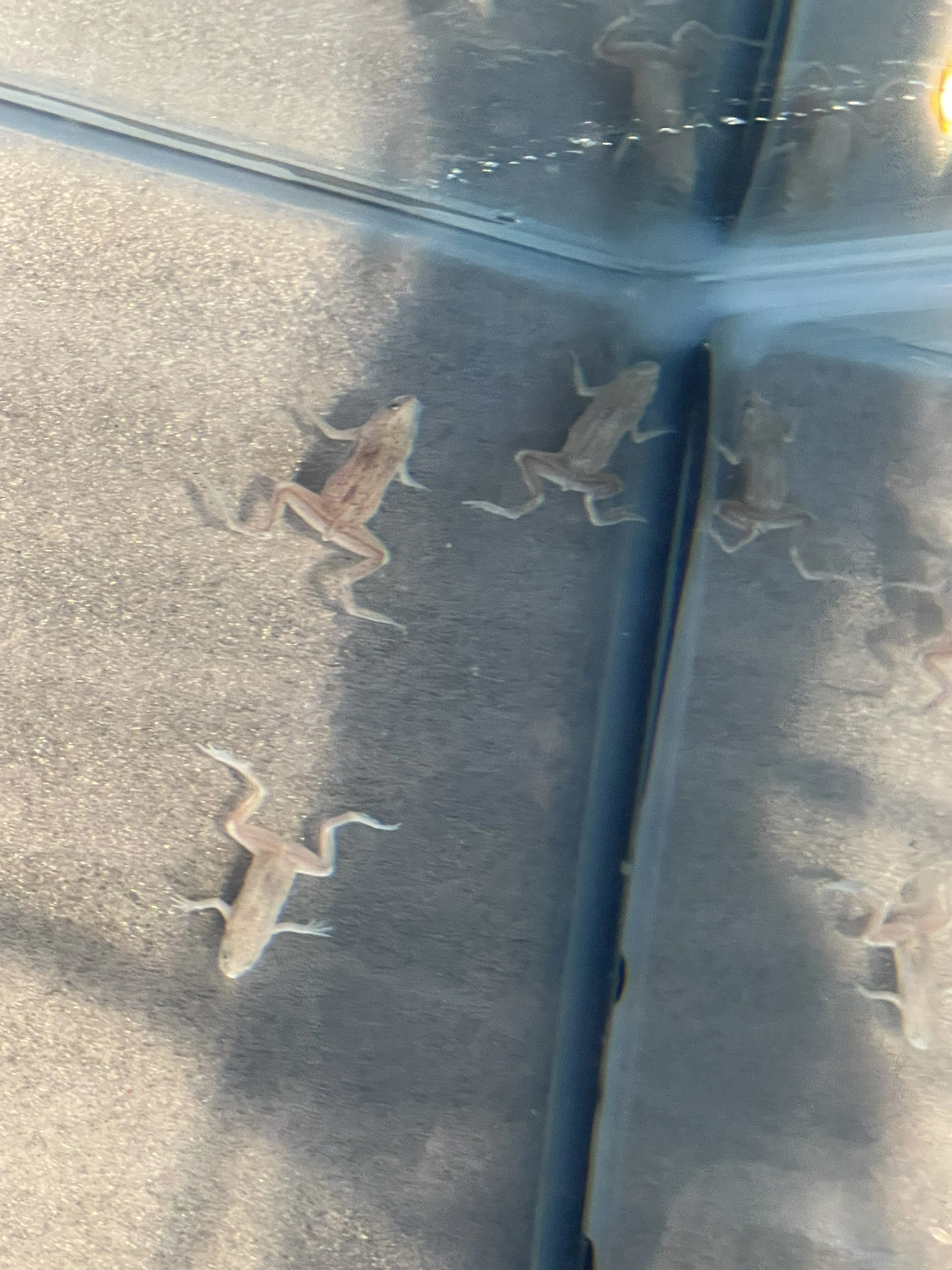 ダウンロード
