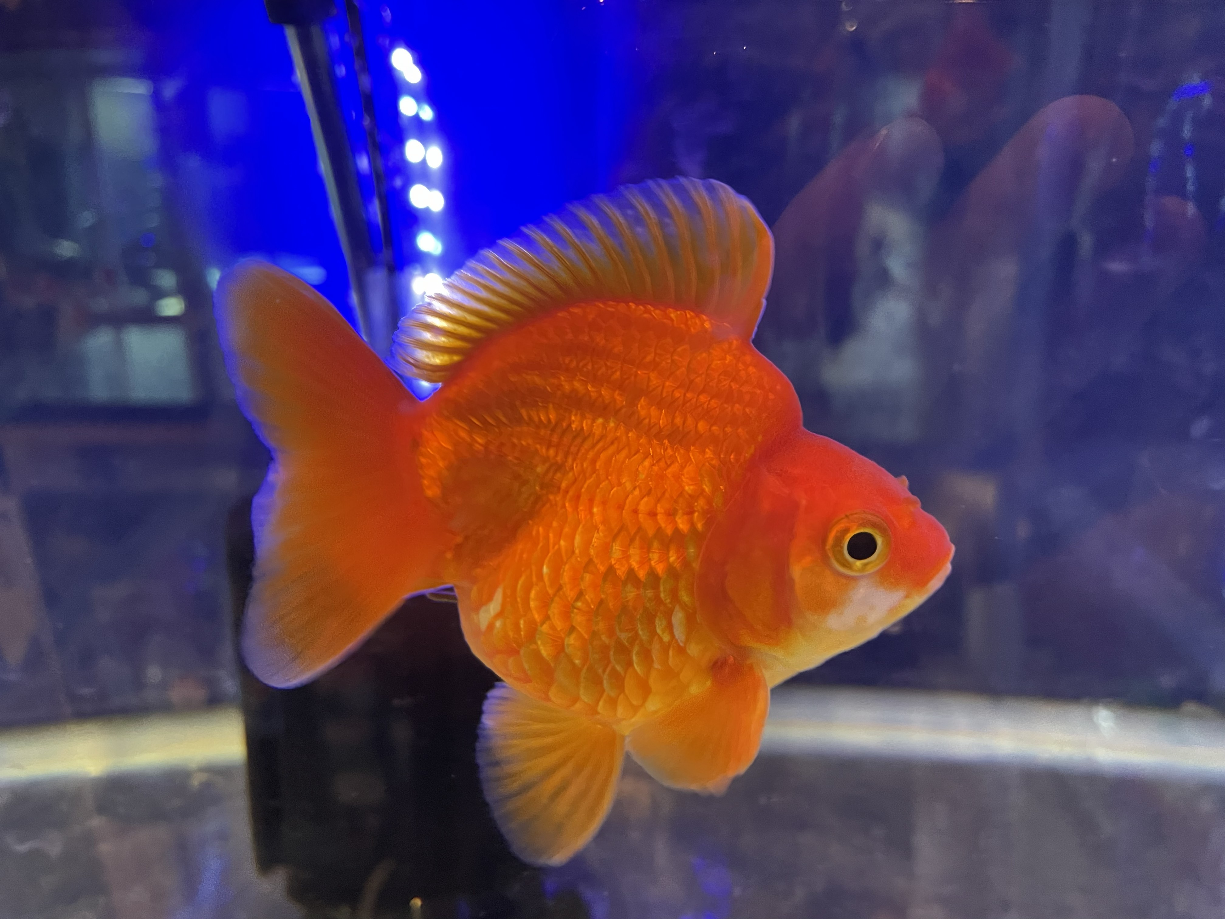 金魚図鑑｜琉金